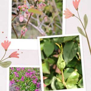 バラ,ブルーベリー,シバザクラ（芝桜）,植物のある暮らし,テラスの画像