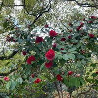 ストロベリーキャンドルの画像