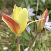 サクラソウ,スイセン,八重咲きチューリップ,日本桜草,ミニ チューリップの画像