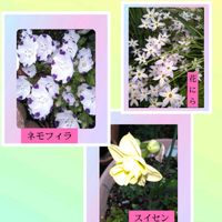 スイセン,ネモフィラ,花にら,遊び心,スマホ撮影の画像