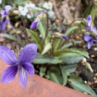 スミレ,玄関アプローチの画像