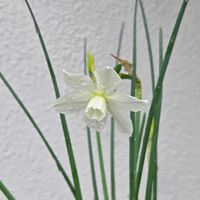 スイセン,水仙,球根,球根植物,花のある暮らしの画像