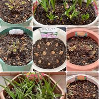 サルビア,ゼフィランサス,ムスカリ,原種チューリップ,モナルダの画像