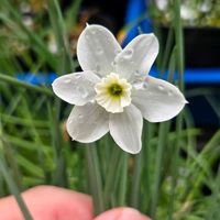 スイセン,水仙,球根,球根植物,花のある暮らしの画像