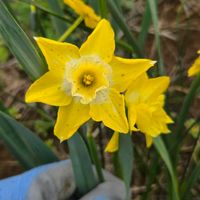 スイセン,水仙,球根,球根植物,花のある暮らしの画像