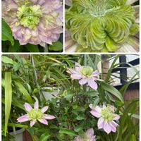 クレマチス,デンドロビウム,デンドロビウム　アダンカム　クラハシ,八重咲クレマチス カイゼル,Den.aduncum’Kurahashi’の画像