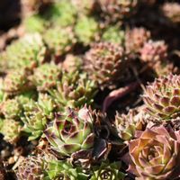 センペルビウム,多肉植物,センペルビウム属,植中毒,タニラーの画像