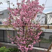 ハナカイドウの画像