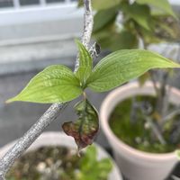 ハナミズキの画像