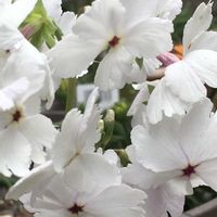 スイセン,フランネルフラワー,日本桜草,春の訪れ,❤️いいね、ありがとうの画像