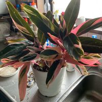 コルジリネの画像