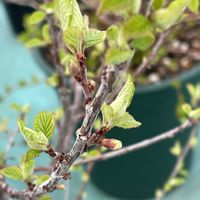 ユスラウメの画像