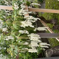 馬酔木(アセビ）の画像