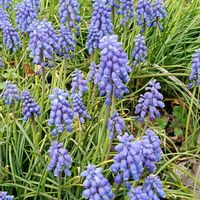 ムスカリの画像