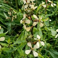 ルッコラの画像