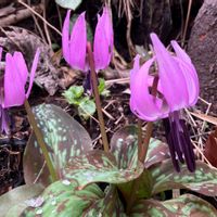 カタクリの画像