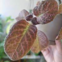 イワタバコ,エピスシア,エピスシア・クプレアータ,エピスシア・クプレアータ,観葉植物の画像