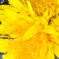 サンシュユ,ヒメリュウキンカ,レンギョウ,葉牡丹,ビオラの画像