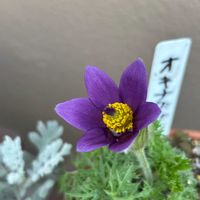 オキナグサ,オキナグサ,フリージア,フリージア,富士桜の画像