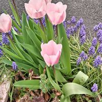 チューリップ,チューリップ,ムスカリの画像