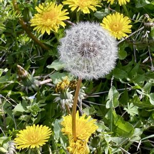 西洋タンポポ,散歩道,かわいい雑草,平和に感謝の画像