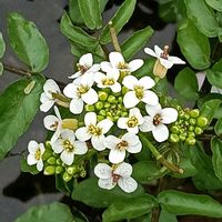 クレソンの画像