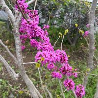 ハナズオウの画像