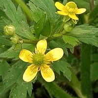 キツネノボタンの画像