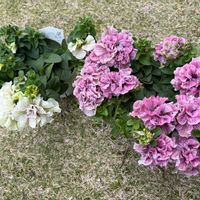 ペチュニア,高澤ファーム,アンドシュガーコーンの画像