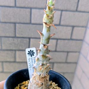 パキポディウム ウィンゾリー,成長記録,今日のベランダ,うちのチビ苗の画像