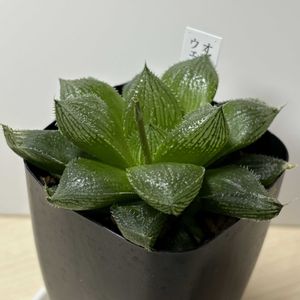 ハオルチア ウエディングベル,ハオルチア属,ウエディングベル,多肉植物 ハオルチア,部屋の画像