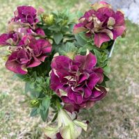 ペチュニア,ロココパープル,桂楓園の画像