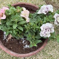 ペチュニア,ペチュニア　ティーパーティー　ルフナ,桂楓園,ペチュニア　ライラックフェアリーの画像