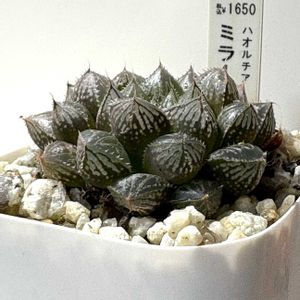 ミラーボール,ミラーボール,ハオルチア ミラーボール,ハオルチア属,多肉植物 ハオルチアの画像
