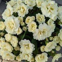 プリムラ,プリムラ ベラリーナ,宿根プリムラ,プリムラ　ベラリーナ　クリームの画像