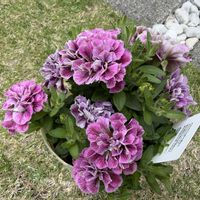 ペチュニア,鈴木園芸,AOKAENの画像