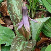 カタクリの画像