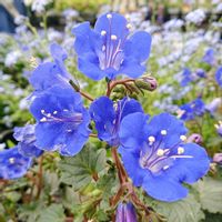 フジ,ファセリア ブルーベル,プロスタンセラ マグニフィカ,アキュレギア ウィンキー ブルー,デルフィニウム エレガントブルーの画像