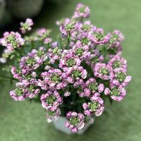 ネメシア,ネメシアマリー,ガーデニング,ネメシアマリー ラヴィアンローズ,バルコニー/ベランダの画像