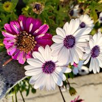 オステオスペルマム,庭の画像