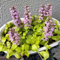 アジュガ,ガーデニング,小さい庭の画像