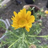 サラダ春菊,開花,植中毒,咲いちゃった,小さな庭の画像