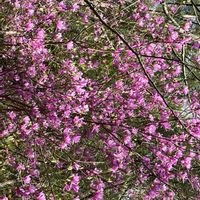 ムスカリ,ソメイヨシノ,ミツバツツジ,ウォーキングの画像