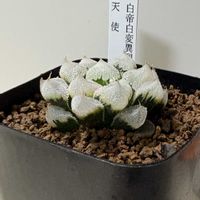 ハオルチア属,多肉植物 ハオルチア,ハオルチア魔剣,ハオルチア 天使（白帝城変異）,部屋の画像