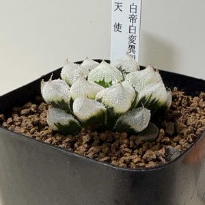 ハオルチア属,多肉植物 ハオルチア,ハオルチア魔剣,ハオルチア 天使（白帝城変異）,部屋の画像