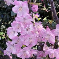 カリン,ハナカイドウ,ゼニアオイ,セイヨウシャクナゲ,お出かけ先にての画像