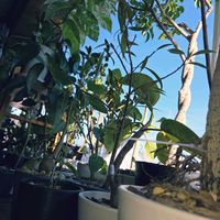 ガジュマル,ゴムの木,フランスゴムの木,観葉植物,熱帯植物の画像