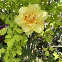 コデマリ,八重咲き水仙 タヒチ,庭の画像