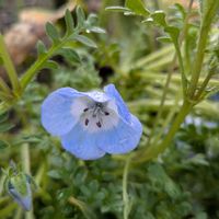 ネモフィラ,備忘録,ブルー,お写ん歩,【額縁シリーズ】の画像