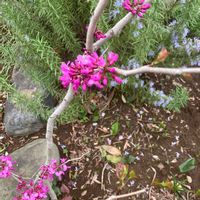 ハナズオウの画像